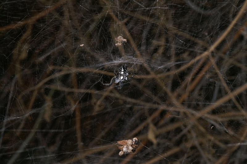 Cyrtophora_citricola_D3189_Z_84_Valle Gran Rey_Spanje.jpg